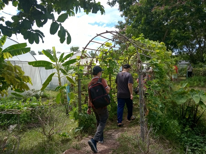 Outdoor Learning Museum on 'Vegetable Garden on a Balcony'